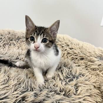 Domestic Short Hair Cats Available for Adoption in Hughesville, Maryland - Katy Purry | PetCurious