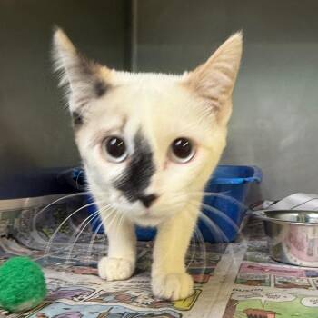 Olivia -  Domestic Short Hair Cat for Adoption in Jacksonville, Arkansas - Olivia | PetCurious