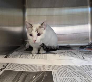 IVY -  Siamese Cat for Adoption in Houston, Texas - IVY | PetCurious