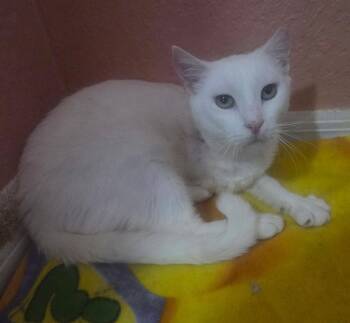 Blanco -  Domestic Short Hair Cat for Adoption in Oviedo, Florida - Blanco | PetCurious