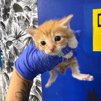 Blueberry -  Domestic Short Hair Cat for Adoption in Wahiawa, Hawaii - Blueberry | PetCurious