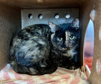 Rescue Domestic Short Hair Cats for Adoption in Fallston, Maryland - Cocoa | PetCurious