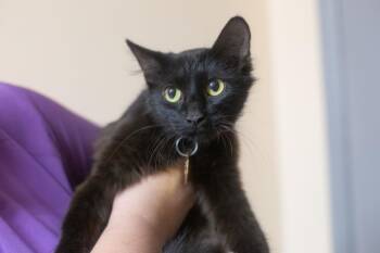Floffy -  Domestic Long Hair Cat for Adoption in Mountain Home, Arkansas - Floffy | PetCurious