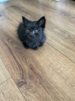 Rescue Domestic Medium Hair Cats for Adoption in Camarillo, California - NYX | PetCurious