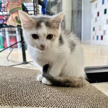 Bellatrix FC CD -  Domestic Short Hair Cat for Adoption in Union, Missouri - Bellatrix FC CD | PetCurious