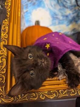 Poppy -  Domestic Short Hair Cat for Adoption in Fremont, California - Poppy | PetCurious