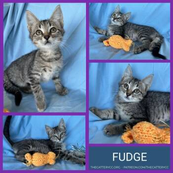 Fudge -  Domestic Short Hair Cat for Adoption in Corpus Christi, Texas - Fudge | PetCurious