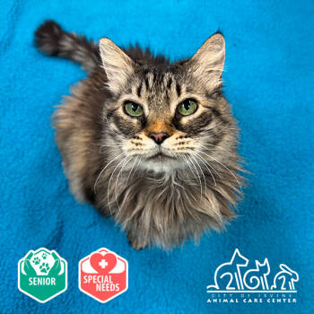 Rescue Domestic Long Hair Cats for Adoption in Irvine, California - ZEDD | PetCurious