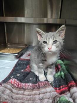 Diana -  Domestic Short Hair Cat for Adoption in Shelbyville, Tennessee - Diana | PetCurious