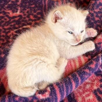 Domestic Short Hair Cats Available for Adoption in Sonoma, California - Archie | PetCurious