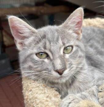 Rescue Tabby Cats for Adoption in Newburg, Missouri - May | PetCurious
