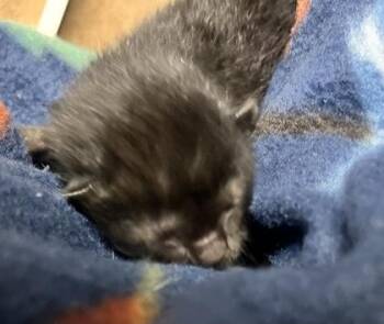 Domestic Short Hair Cats Available for Adoption - Kid | PetCurious