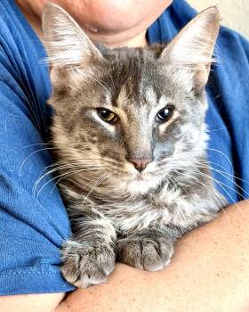 Tita -  Domestic Long Hair Cat for Adoption in San Francisco, California - Tita | PetCurious