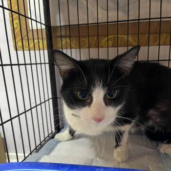 Domestic Short Hair Cats Available for Adoption - Coop | PetCurious