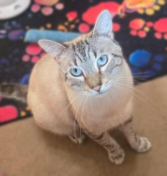 CosMc McDonalds -  Siamese Cat for Adoption in Mount Laurel Township, New Jersey - CosMc McDonalds | PetCurious