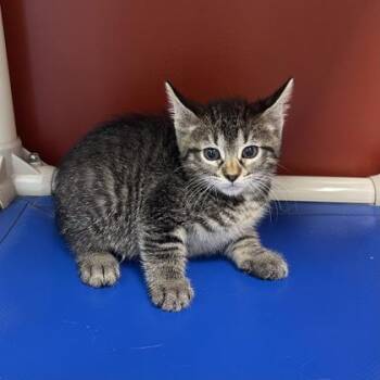 Flossy -  Domestic Short Hair Cat for Adoption in Janesville, Wisconsin - Flossy | PetCurious