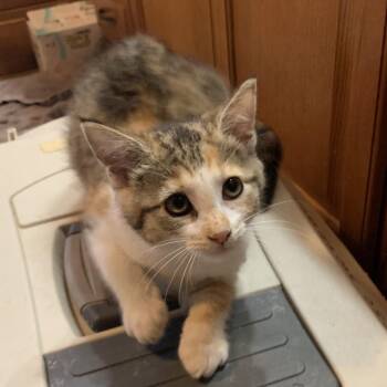 Fauna Estep -  Domestic Short Hair Cat for Adoption in Woodstock, Virginia - Fauna Estep | PetCurious