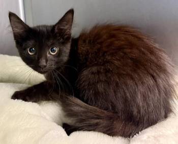 GRAPHITE -  Domestic Medium Hair Cat for Adoption in Sarasota, Florida - GRAPHITE | PetCurious