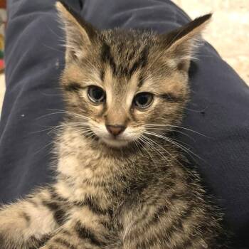 Barker -  Domestic Short Hair Cat for Adoption in Traverse City, Michigan - Barker | PetCurious