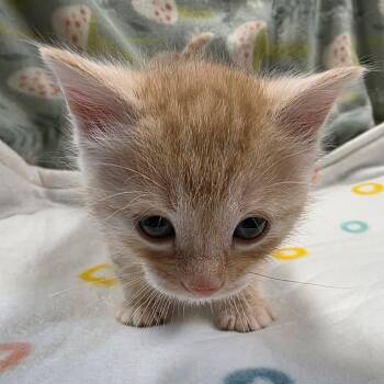 Domestic Short Hair Cats Available for Adoption in Eureka Springs, Arkansas - Stan | PetCurious