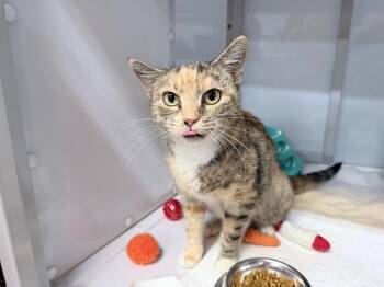 Quilava -  Domestic Short Hair Cat for Adoption in Raleigh, North Carolina - Quilava | PetCurious
