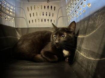 Domestic Short Hair Cats Available for Adoption in Oklahoma City, Oklahoma - A474136 | PetCurious