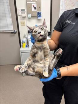 STARLIGHT -  Domestic Short Hair Cat Available for Adoption in Burbank, California - STARLIGHT | PetCurious