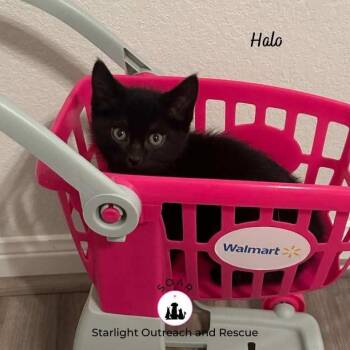 Domestic Short Hair Cats Available for Adoption - Halo | PetCurious