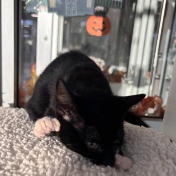 Soiree -  Domestic Short Hair Cat for Adoption in Phoenix, Arizona - Soiree | PetCurious