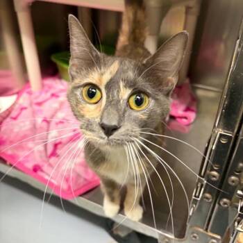 Malibu -  Domestic Short Hair Cat for Adoption in Concord, North Carolina - Malibu | PetCurious