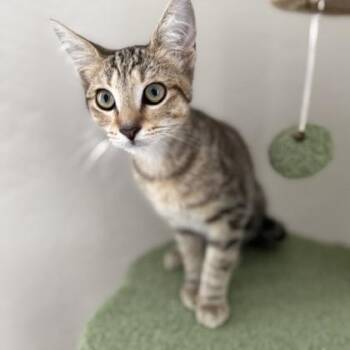 Mia -  Domestic Short Hair Cat for Adoption in Buffalo, New York - Mia | PetCurious