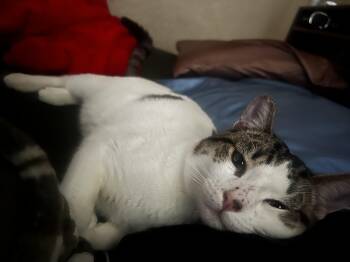 Domestic Short Hair Cats Available for Adoption - Tommy | PetCurious