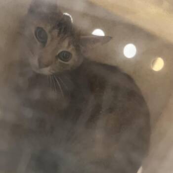 Diane -  Domestic Short Hair Cat for Adoption in Philadelphia, Pennsylvania - Diane | PetCurious