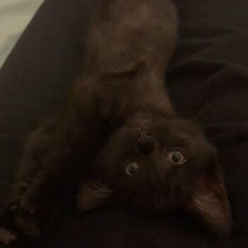 Shrimp -  Domestic Short Hair Cat for Adoption in Philadelphia, Pennsylvania - Shrimp | PetCurious