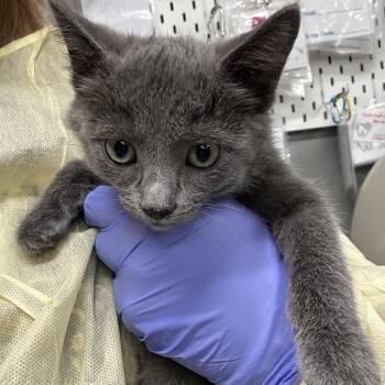 Erica -  Domestic Short Hair Cat for Adoption in Salt Lake City, Utah - Erica | PetCurious