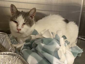 Domestic Short Hair Cats Available for Adoption - SOFIA | PetCurious