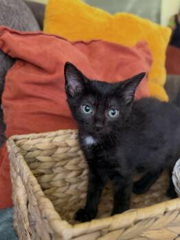 Cypress-Transport -  Domestic Short Hair Cat for Adoption in Gradyville, Kentucky - Cypress-Transport | PetCurious