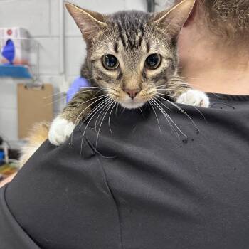 Cilantro -  Domestic Short Hair Cat for Adoption in Summerville, South Carolina - Cilantro | PetCurious