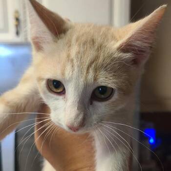 Parker -  Domestic Short Hair Cat for Adoption in Hemet, California - Parker | PetCurious