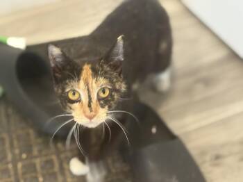 Rescue American Shorthair Cats for Adoption in Philadelphia, Pennsylvania - Maren | PetCurious