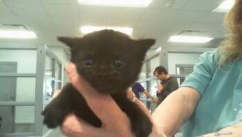 A1263737 -  Domestic Short Hair Cat for Adoption in Charlotte, North Carolina - A1263737 | PetCurious