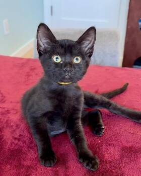 Blue -  Domestic Short Hair Cat for Adoption in San Francisco, California - Blue | PetCurious