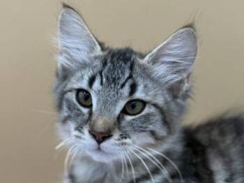 Cotton Candy -  Domestic Medium Hair Cat for Adoption in Portland, Oregon - Cotton Candy | PetCurious