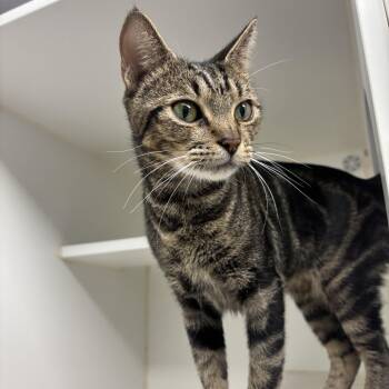 Seashell -  Domestic Short Hair Cat for Adoption in Reisterstown, Maryland - Seashell | PetCurious
