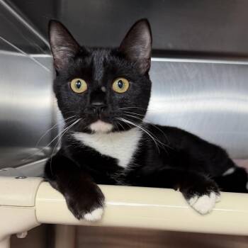 Faith -  Domestic Short Hair Cat for Adoption in Kennebunk, Maine - Faith | PetCurious