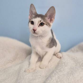 Butter -  Domestic Short Hair Cat for Adoption in Wahiawa, Hawaii - Butter | PetCurious