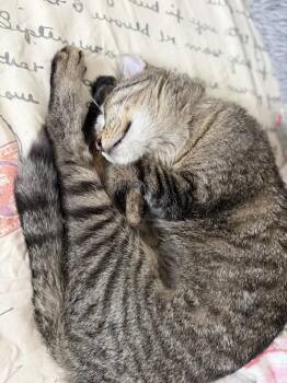 Exotic Shorthair Cats Available for Adoption - Olivia | PetCurious