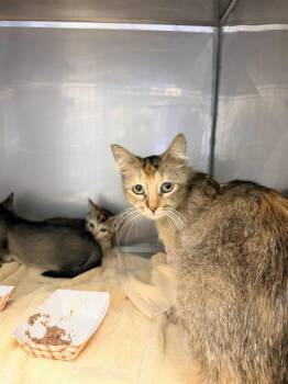 VICTORIA* -  Domestic Short Hair Cat Available for Adoption in Santa Cruz, California - VICTORIA* | PetCurious