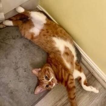 Ginger -  Domestic Short Hair and Tabby Cat for Adoption in Arlington, Virginia - Ginger | PetCurious