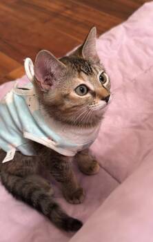 Tango (& Mango) -  Domestic Short Hair Cat for Adoption in Castro Valley, California - Tango (& Mango) | PetCurious